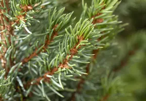 Picea glauca 'Sander's Blue' - 2 Ltr pot - image 5