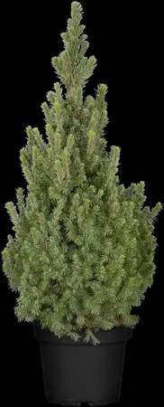 Picea glauca 'Sander's Blue' - SOLITAIR 125-150 CM C70 - image 4