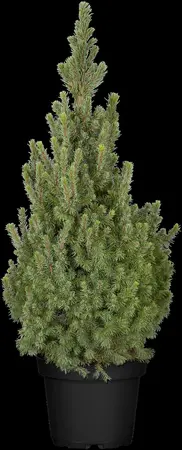 Picea glauca 'Sander's Blue' - 2 Ltr pot - image 4