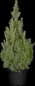 Picea glauca 'Sander's Blue' - 2 Ltr pot - image 4