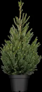 Picea glauca 'Sander's Blue' - SOLITAIR 125-150 CM C70 - image 5