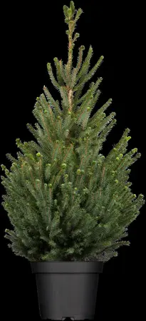 Picea glauca 'Sander's Blue' - 2 Ltr pot - image 1