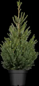 Picea glauca 'Sander's Blue'