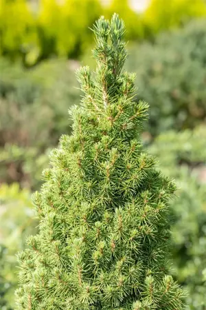 Picea glauca 'Sun of the Sky'? - 15-20 CM C3