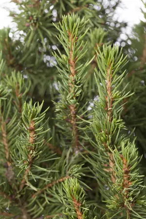 Picea glauca 'Zuckerhut' - 25-30 CM C3