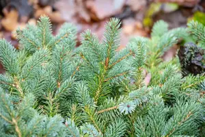 Picea mariorika 'Machala' - LIN. 12-15 CM