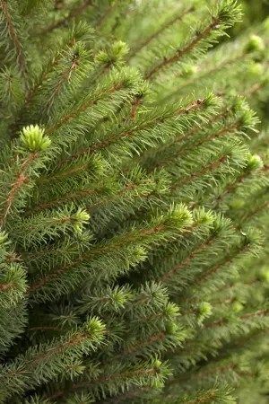 Picea omorika - 30-40 CM RB - image 2