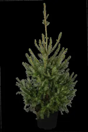 Picea omorika - SOLITAIR 450-500 CM RB - image 1