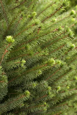 Picea omorika - 40-50 CM C3 - image 2