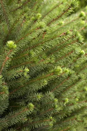 Picea omorika - 250-300 CM C30 - image 1