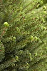 Picea omorika - 250-300 CM C30 - image 1