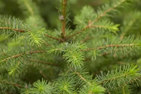 Picea omorika - 30-40 CM - image 3