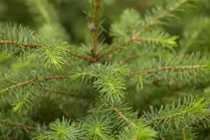 Picea omorika - 30-40 CM - image 3