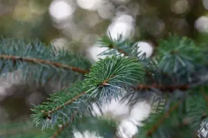 Picea omorika - 40-60 CM - image 4