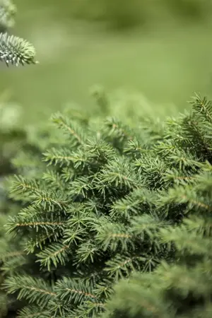 Picea omorika 'Karel' - 20-25 CM C2 - image 4