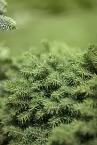 Picea omorika 'Karel' - 50-60 CM RB - image 4