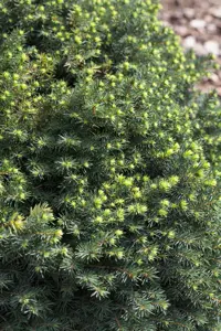 Picea omorika 'Karel' - 50-60 CM RB - image 5