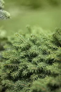Picea omorika 'Karel' - 40-50 CM C5 - image 3