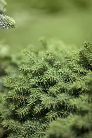 Picea omorika 'Karel' - 60-80 CM C20 - image 3