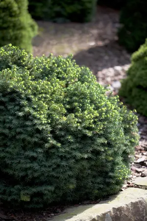 Picea omorika 'Karel' - 60-80 CM C20 - image 5