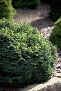 Picea omorika 'Karel' - 60-80 CM C20 - image 5