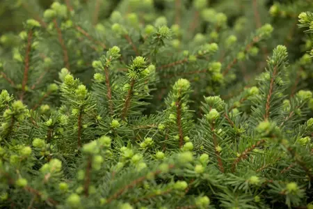 Picea omorika 'Karel' - 20-25 CM C2 - image 3