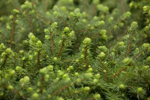Picea omorika 'Karel' - 20-25 CM C2 - image 3