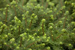 Picea omorika 'Karel' - 40-50 CM C5 - image 2