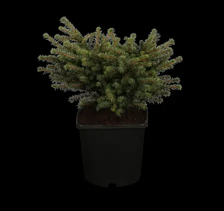 Picea omorika 'Karel' - 50-60 CM RB - image 1