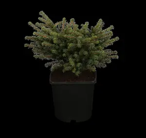 Picea omorika 'Karel'