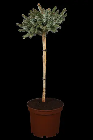 Picea omorika 'Nana' - 50-60 CM RB - image 1