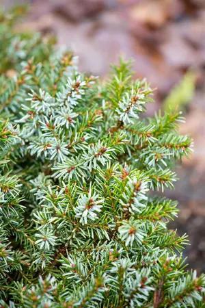Picea omorika 'Nana' - 25-30 CM C4,5 - image 4