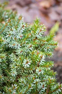 Picea omorika 'Nana' - 25-30 CM C4,5 - image 4