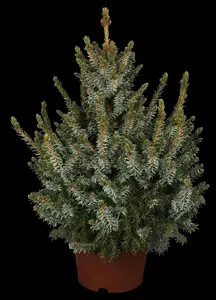 Picea omorika 'Nana' - 25-30 CM C7.5 - image 2