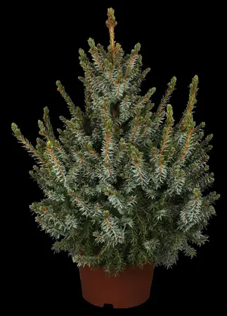 Picea omorika 'Nana' - SOLITAIR 80-100 CM RB - image 2