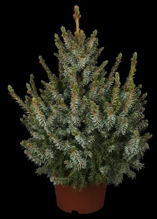 Picea omorika 'Nana' - 40-50 CM C12 - image 2