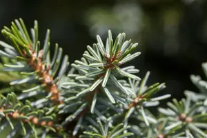 Picea omorika 'Nana' - 25-30 CM C7.5 - image 3