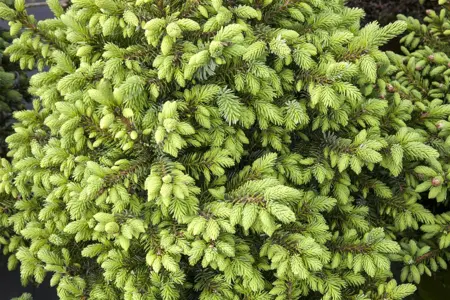 Picea omorika 'Nana' - 25-30 CM C7.5 - image 4