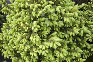 Picea omorika 'Nana' - 25-30 CM C7.5 - image 4