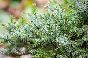 Picea omorika 'Nana' - 25-30 CM C7.5 - image 5