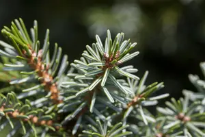 Picea omorika 'Nana' - 40-50 CM C12 - image 3