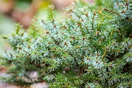Picea omorika 'Nana' - 40-50 CM C12 - image 5