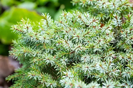 Picea omorika 'Nana' - 25-30 CM C4,5 - image 5