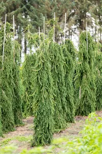 Picea omorika 'Pendula' - 60-80 CM C7.5 - image 2