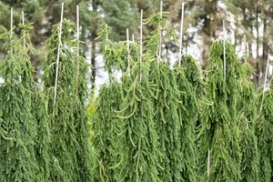 Picea omorika 'Pendula' - 60-80 CM C7.5 - image 3