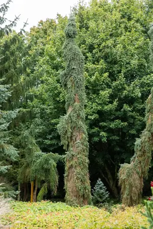 Picea omorika 'Pendula Bruns' - 50-60 CM C7.5 - image 2