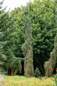 Picea omorika 'Pendula Bruns' - 50-60 CM C7.5 - image 2