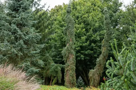 Picea omorika 'Pendula Bruns' - 50-60 CM C7.5 - image 3