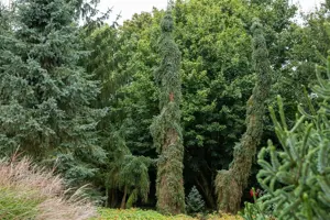 Picea omorika 'Pendula Bruns' - 50-60 CM C7.5 - image 3