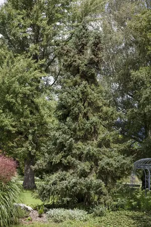 Picea orientalis - 300-350 CM C290 - image 1